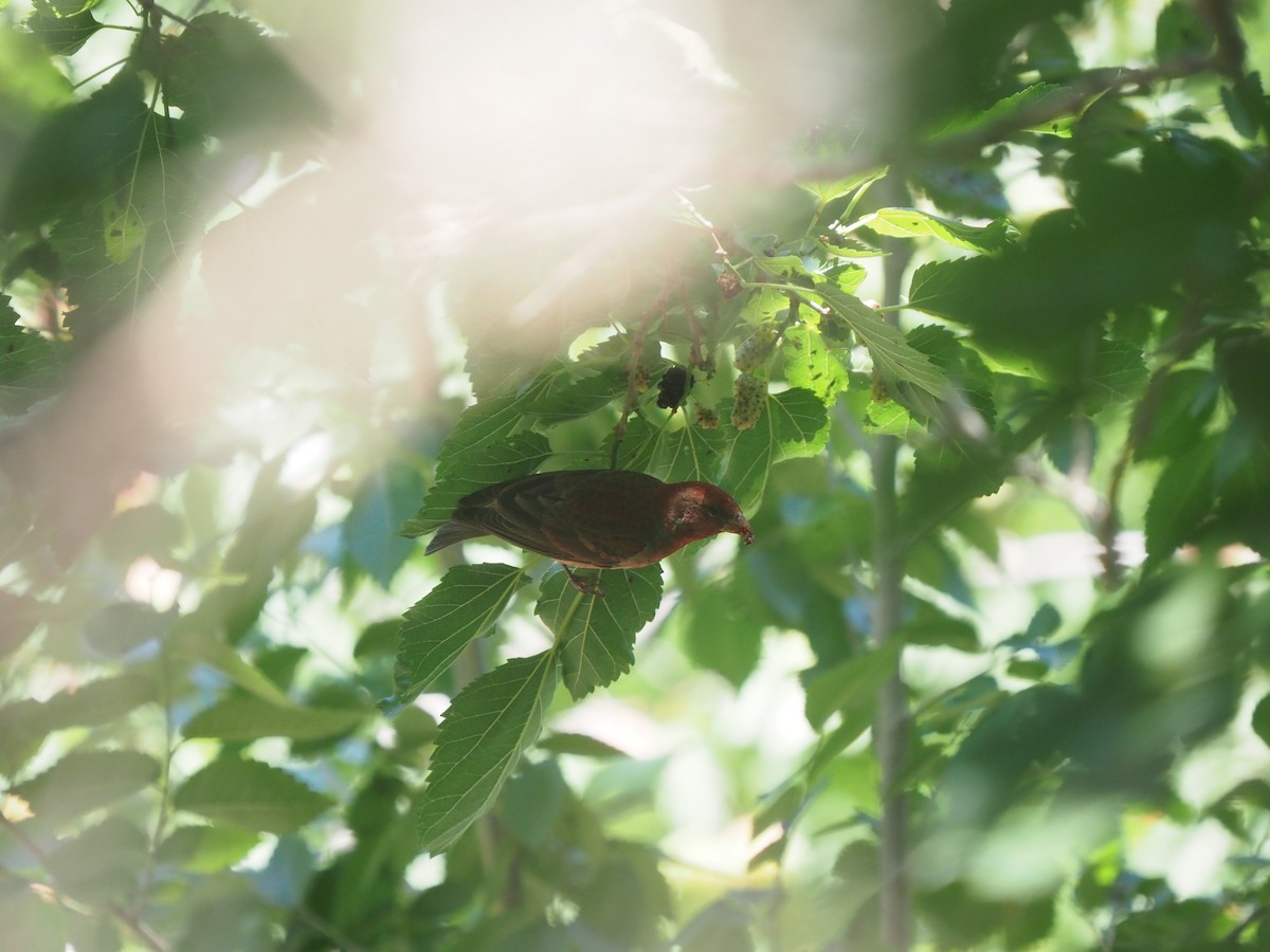 Common Rosefinch - ZHANG Shen