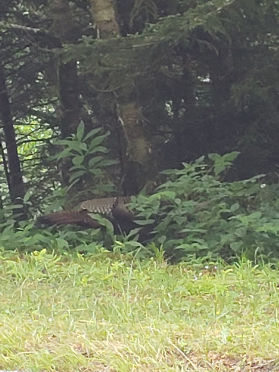 Wild Turkey - ML459938651