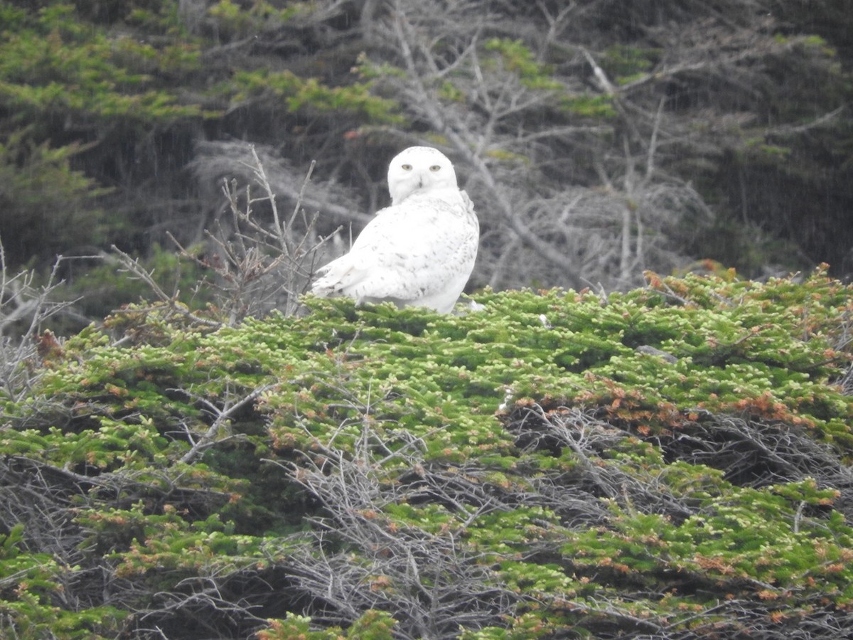 Snowy Owl - ML459938811