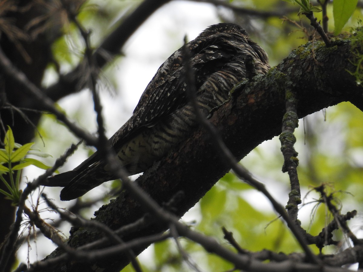 Common Nighthawk - ML459938981