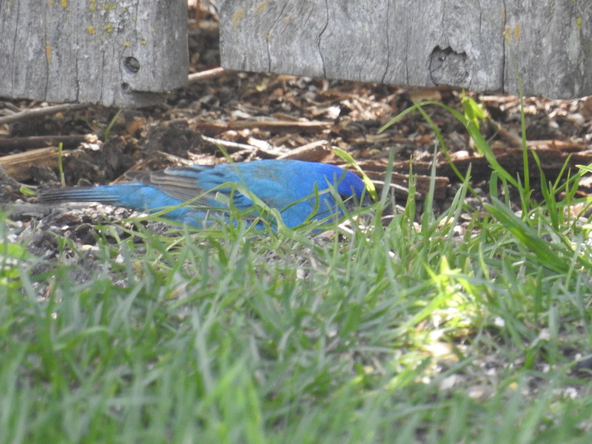 גיבתונית כחולה - ML459939801