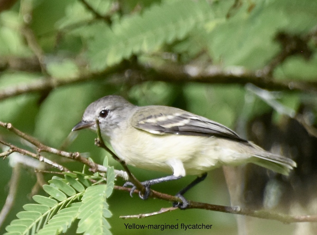 Yellow-winged Flatbill - ML459940261