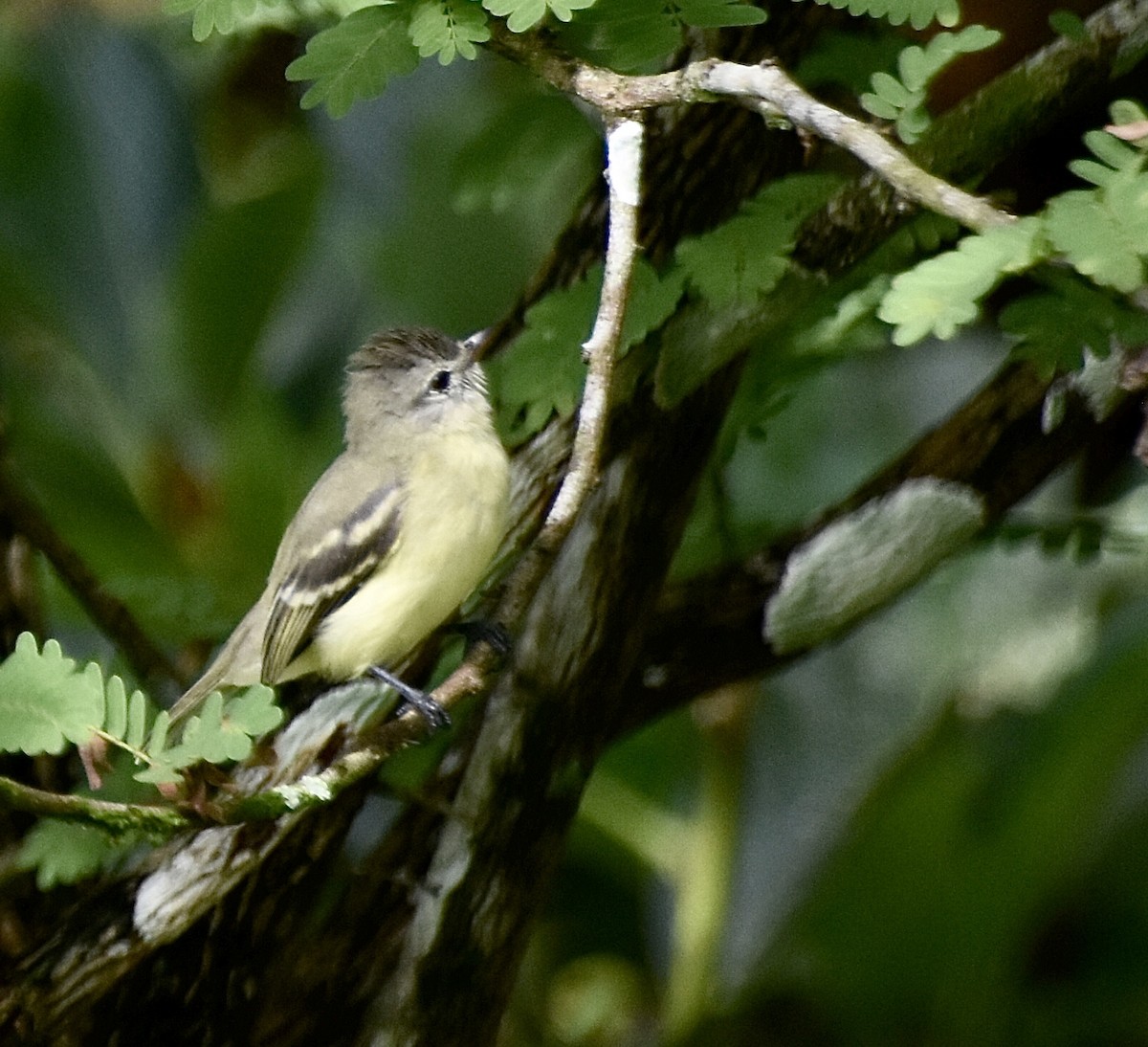 Tyranneau à ailes jaunes - ML459940281