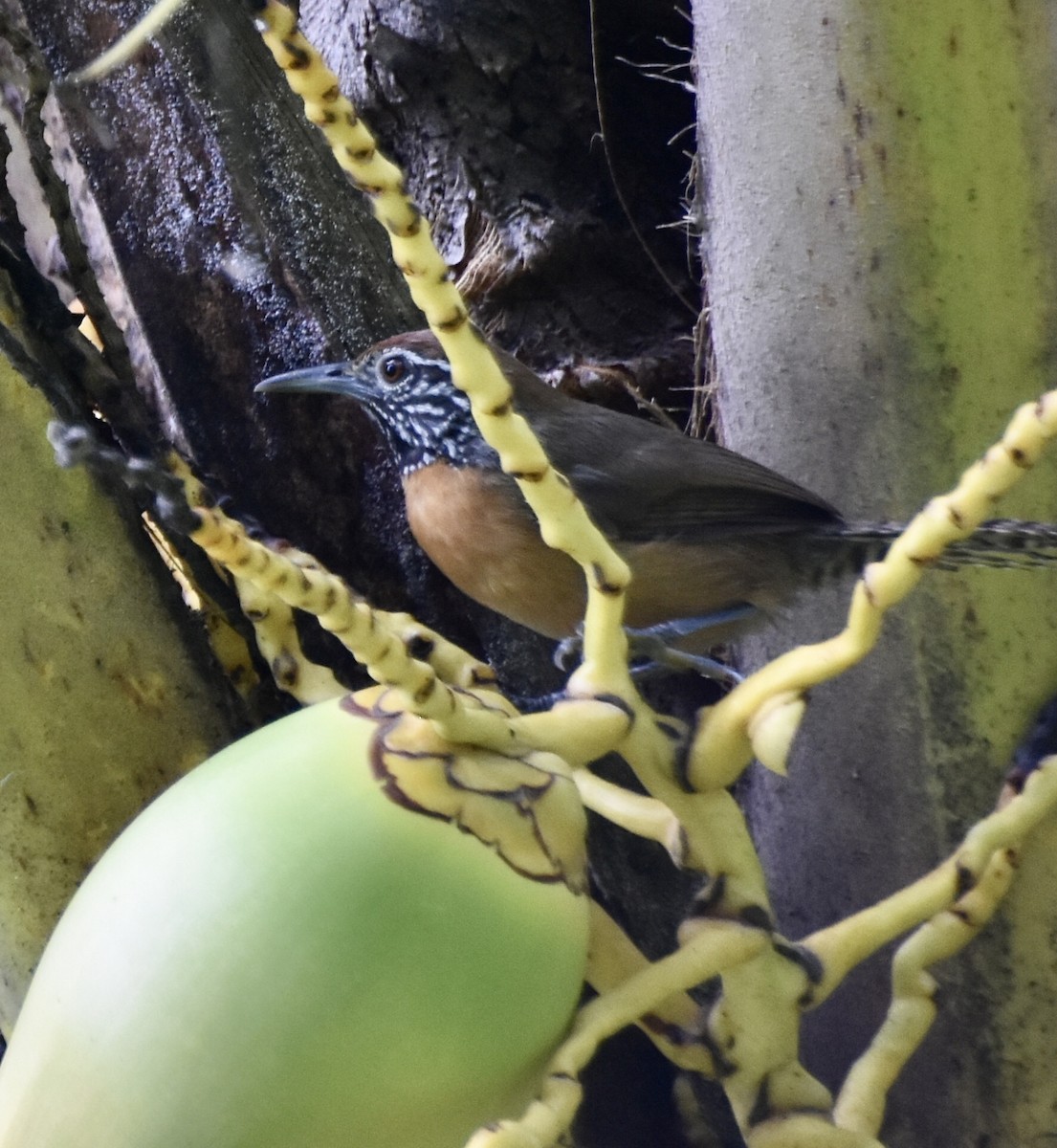 Rufous-breasted Wren - ML459940421