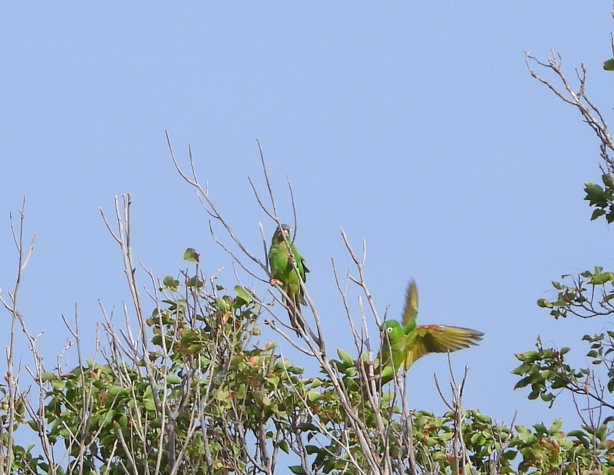 Blue-crowned Parakeet - ML459940591