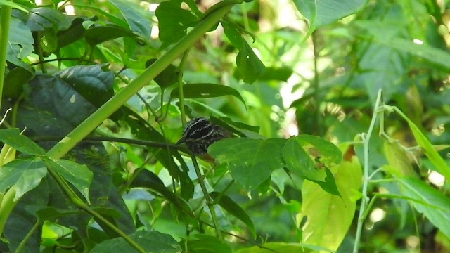 Peruvian Warbling-Antbird - ML459940881