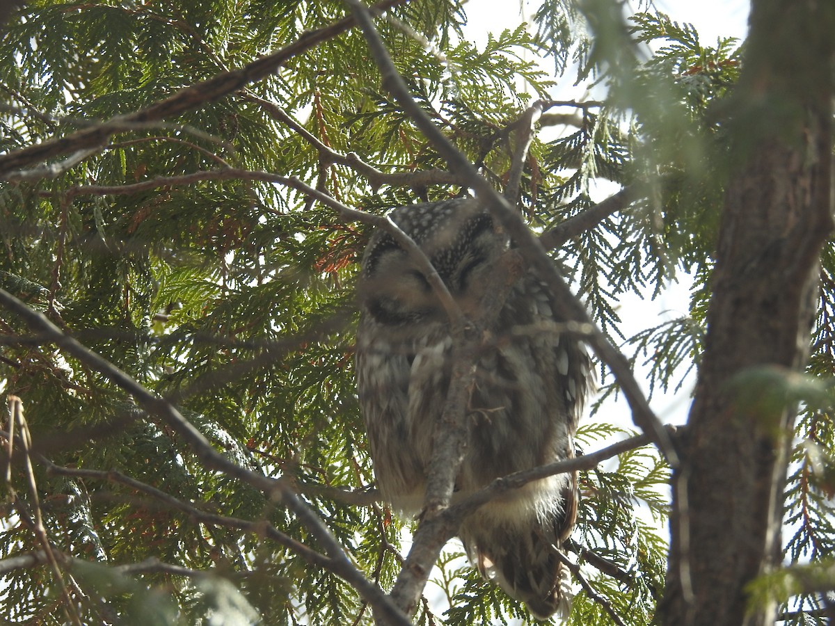 Boreal Owl - ML459942961