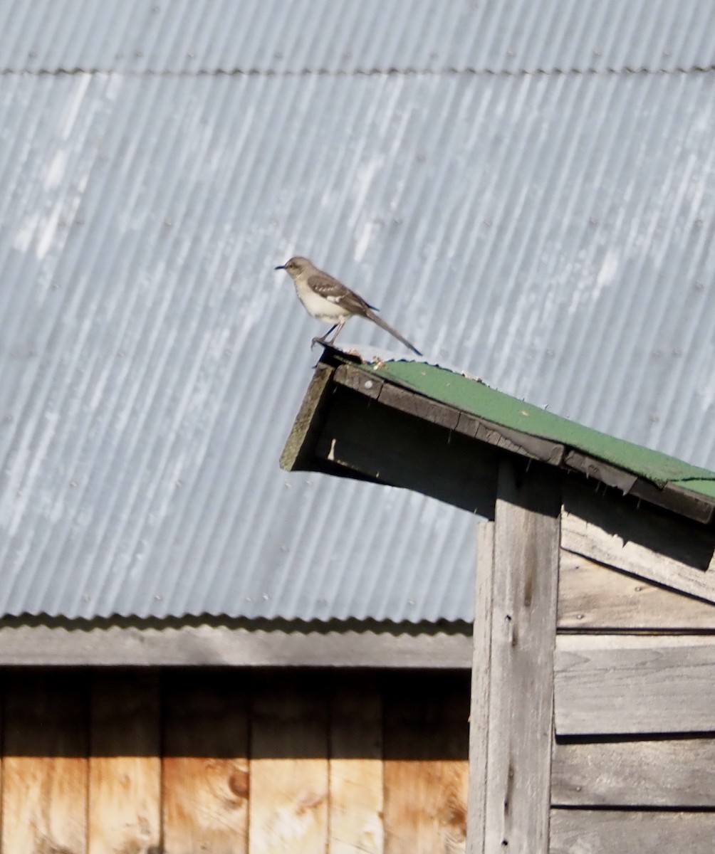 Northern Mockingbird - ML459943781