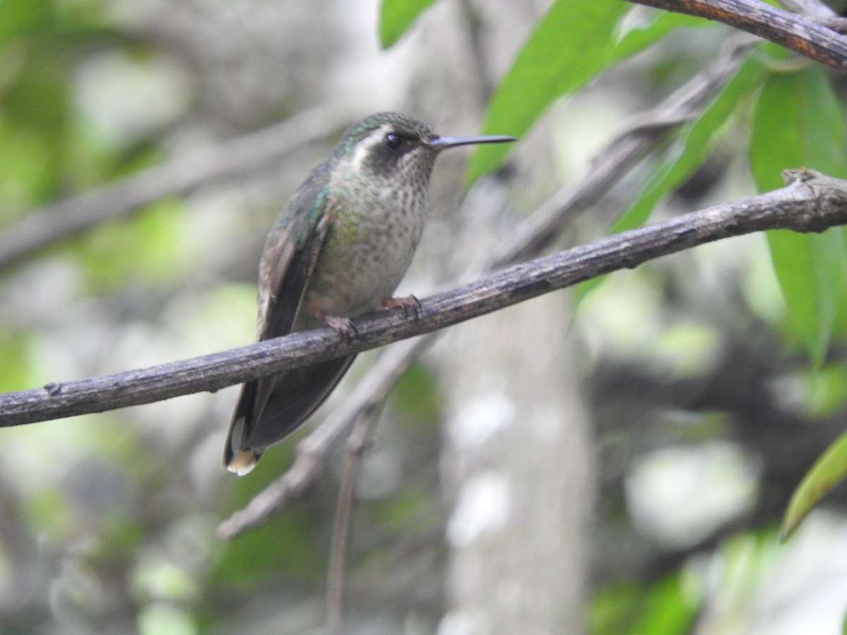 Colibri moucheté - ML459944171