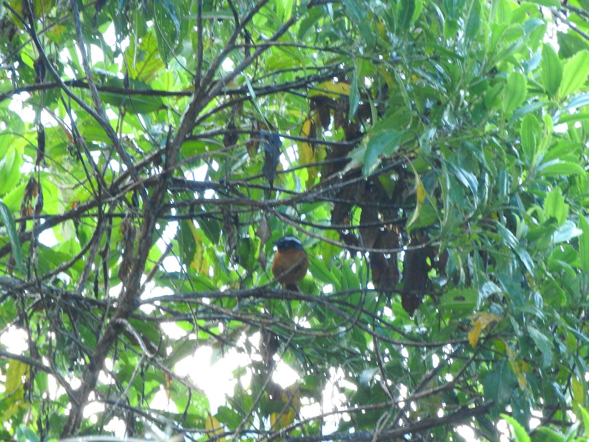 svartøretanagar (piurae/macrophrys) (piuratanagar) - ML459944251