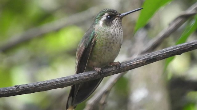 Colibri moucheté - ML459944261