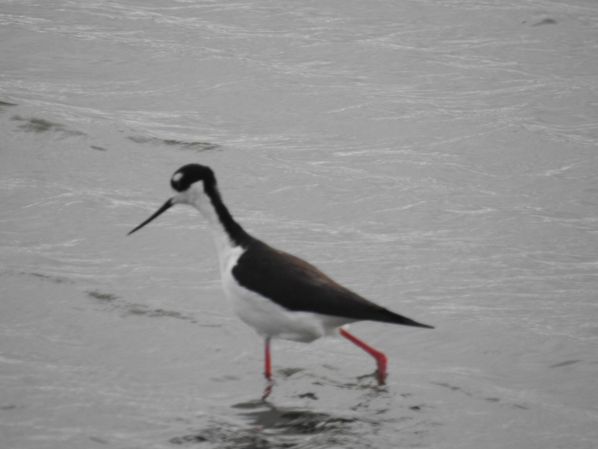 Black-necked Stilt - ML459944491