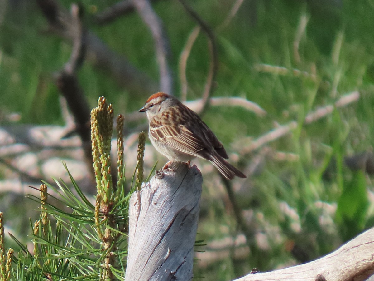 Chipping Sparrow - ML459944781