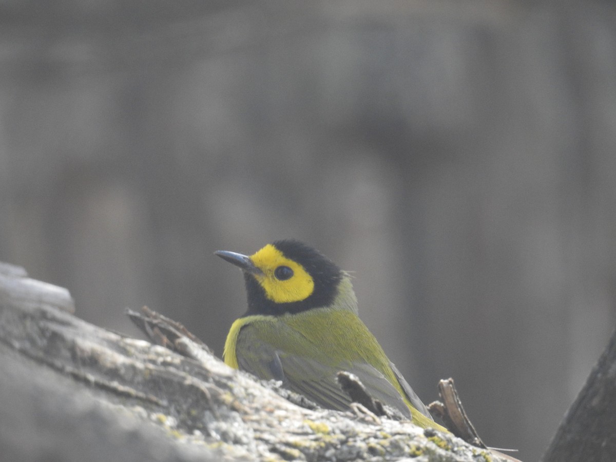 Hooded Warbler - ML459944821