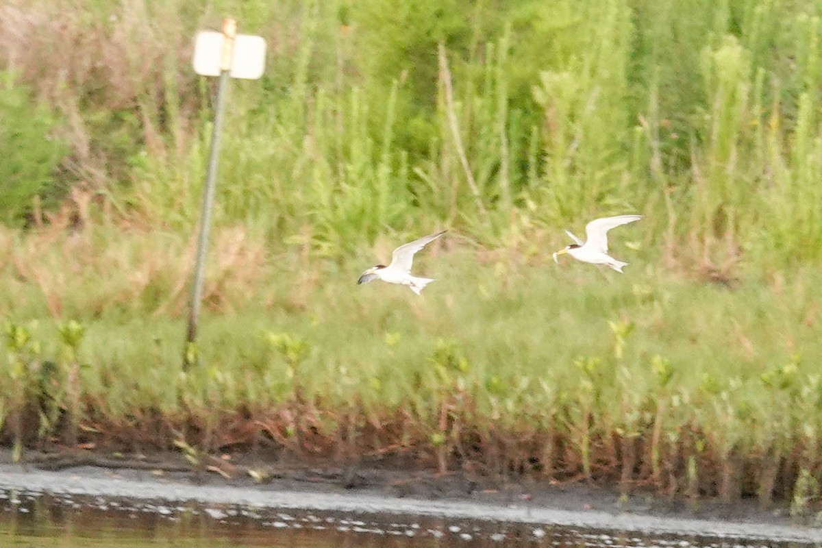 Least Tern - ML459946311