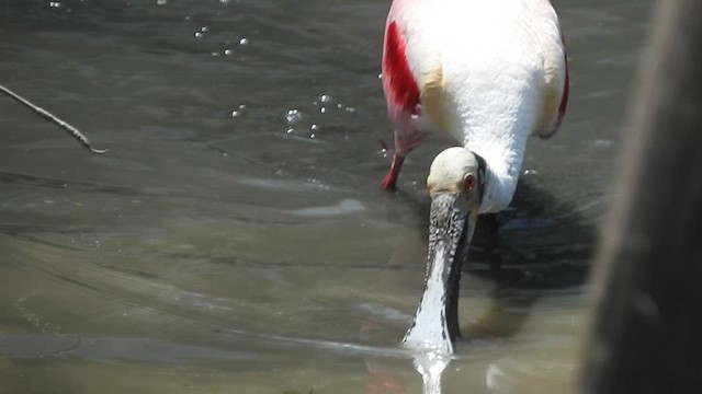 Roseate Spoonbill - ML459946651