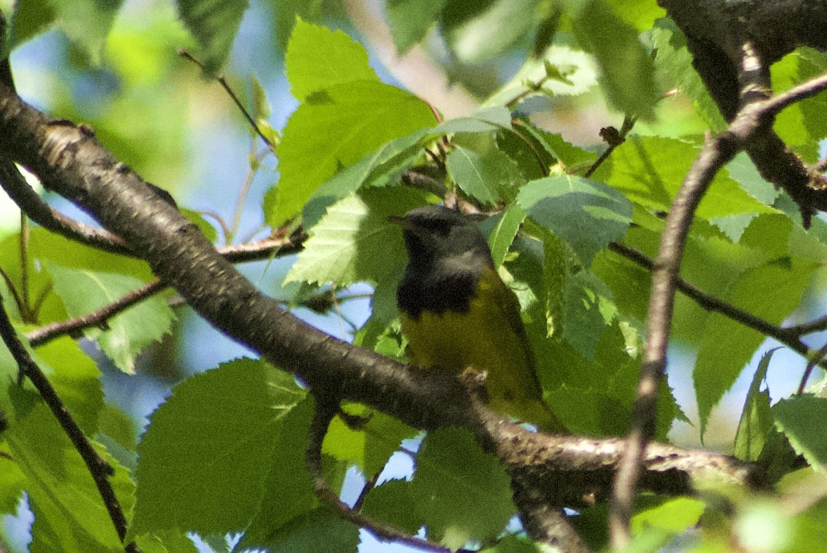 Mourning Warbler - ML459946831