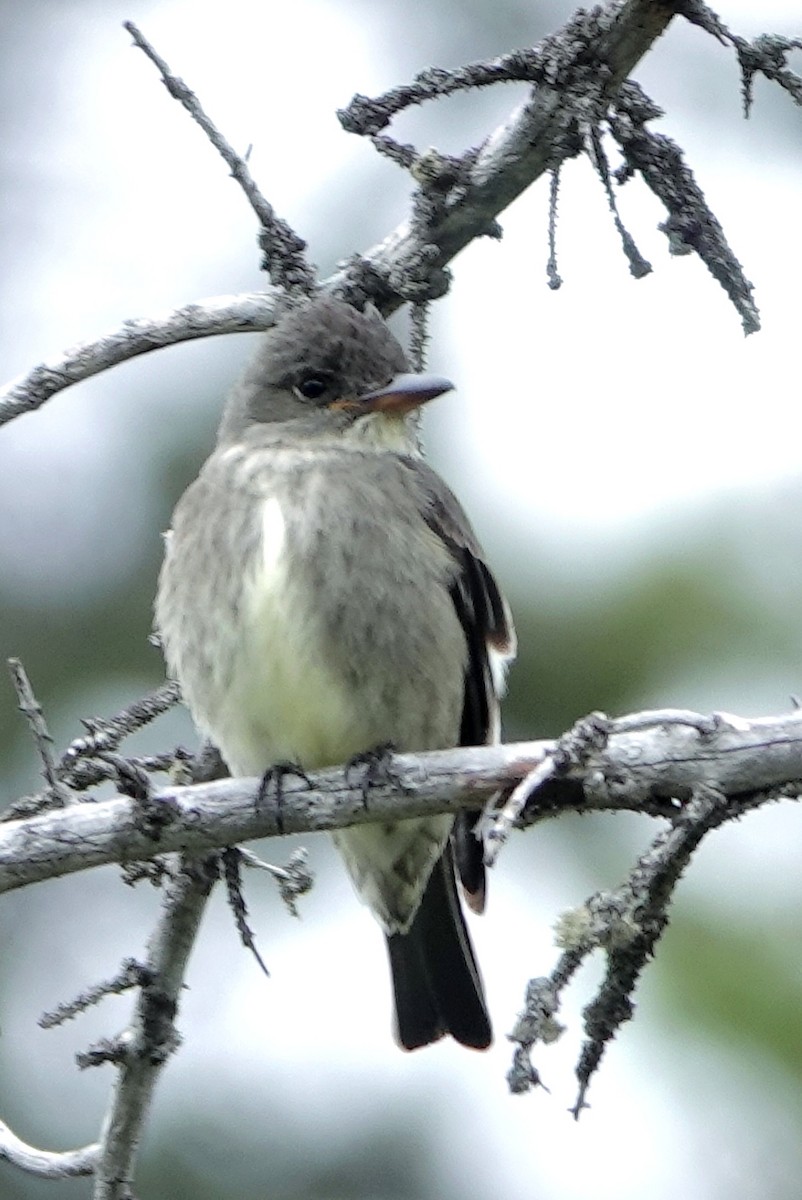 Olive-sided Flycatcher - ML459947661