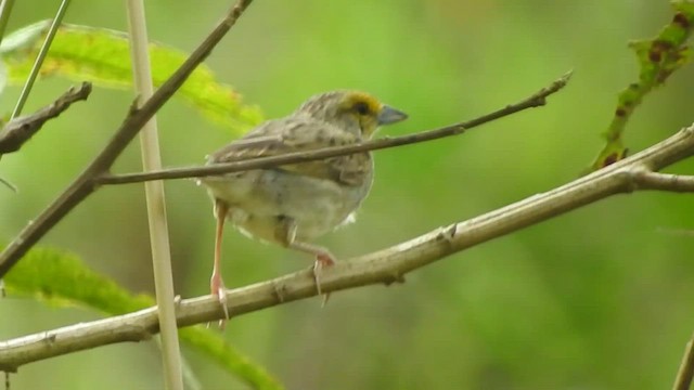 Yellow-browed Sparrow - ML459948041