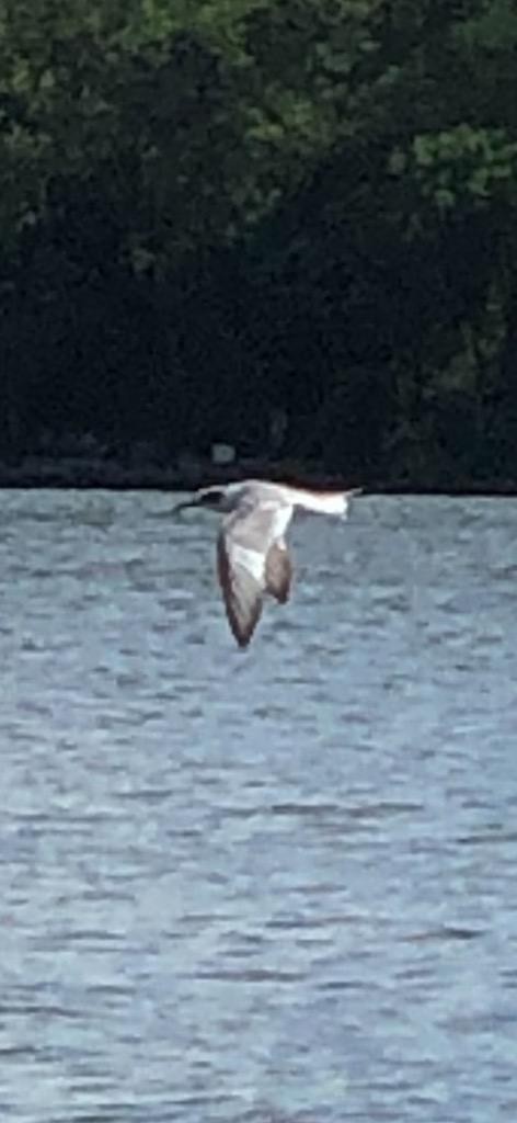 Forster's Tern - ML459949301