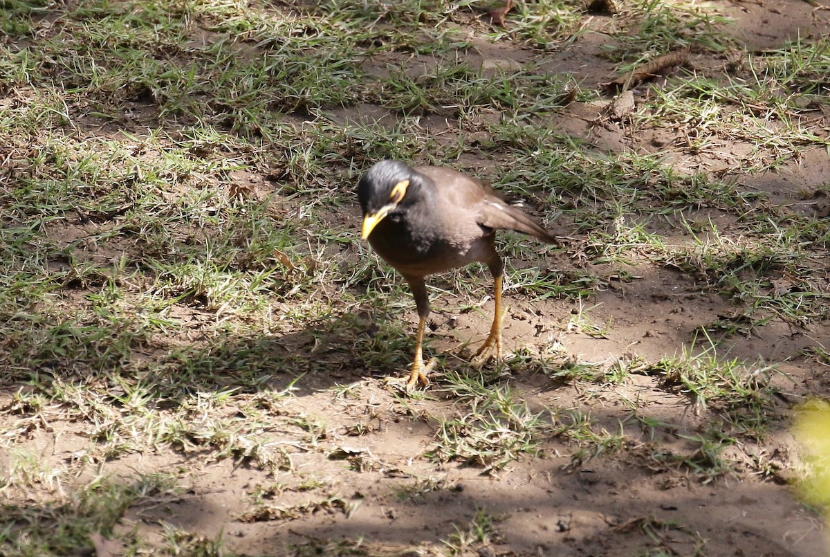 Common Myna - ML459949611