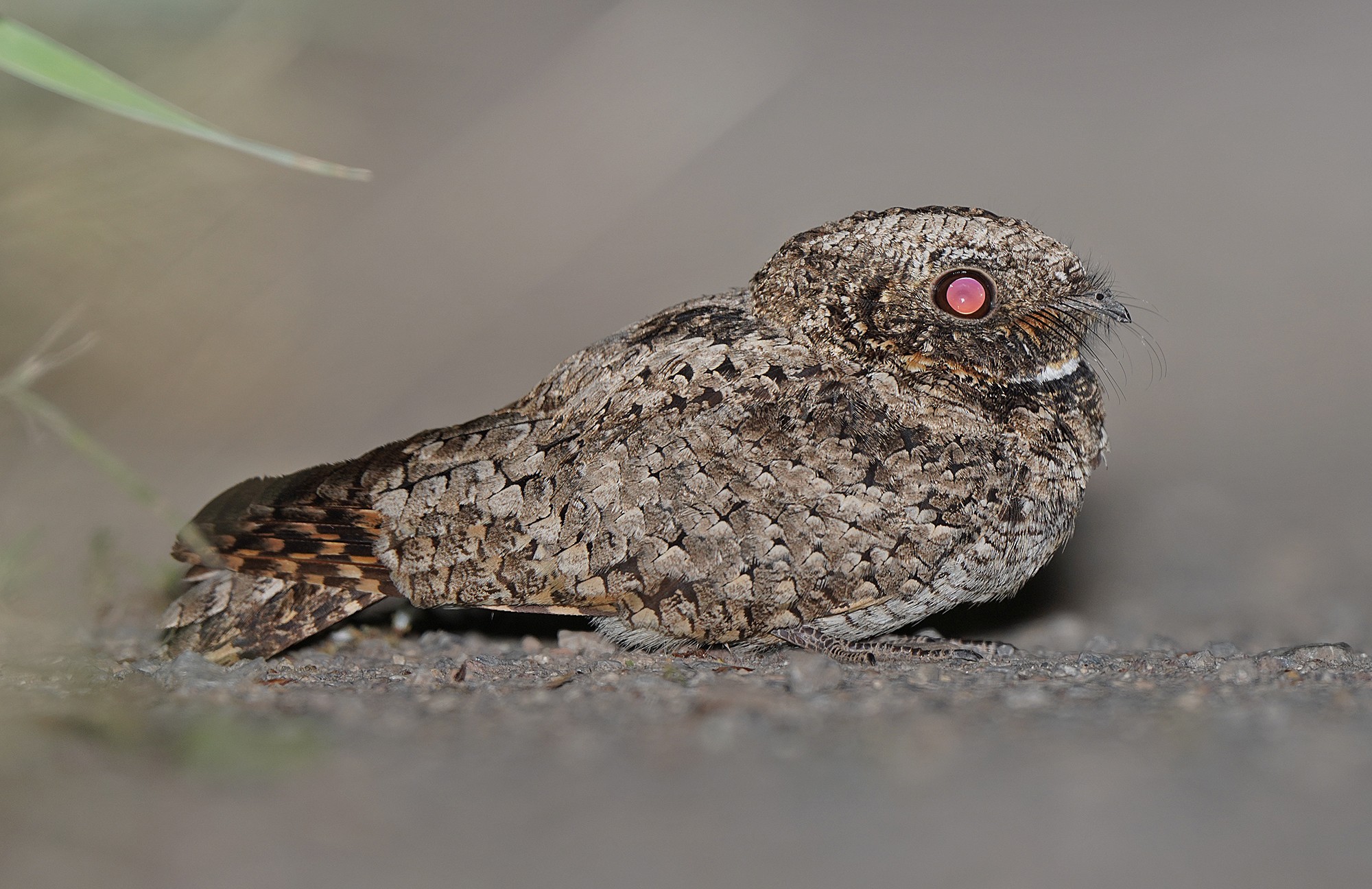 Common Poorwill