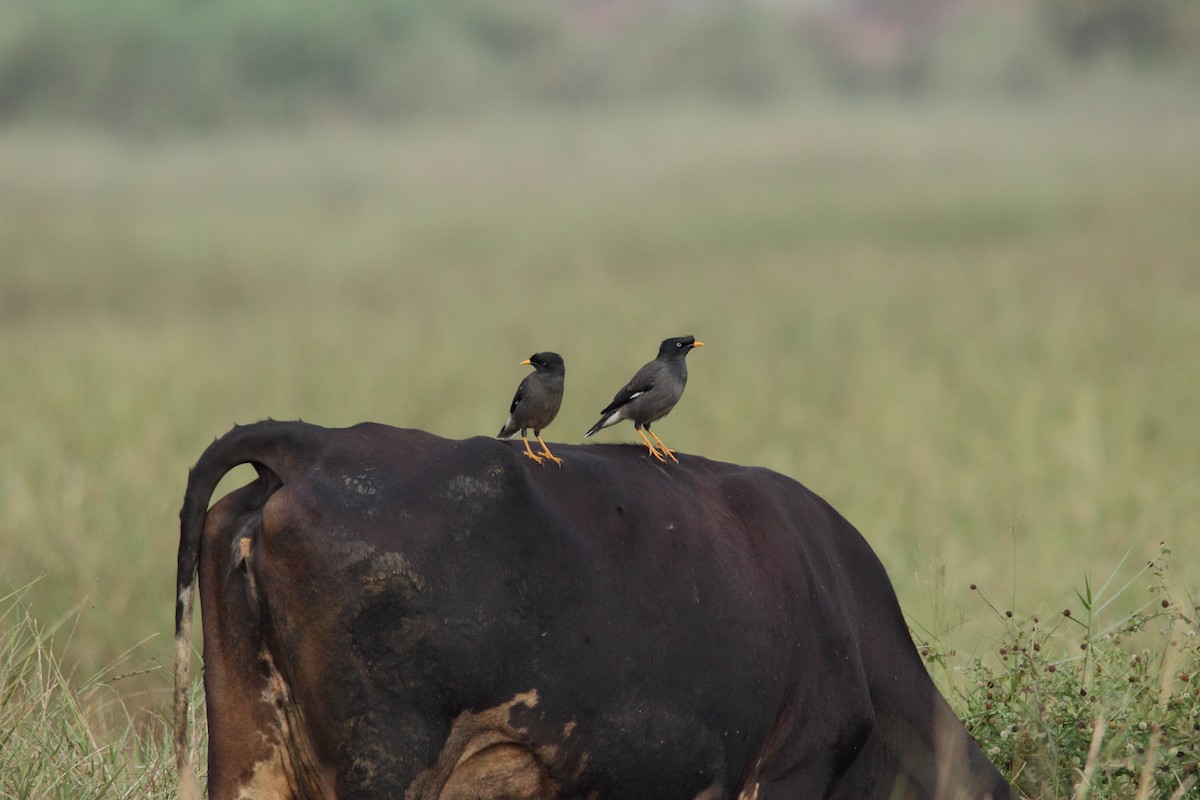 Jungle Myna - Harshith JV