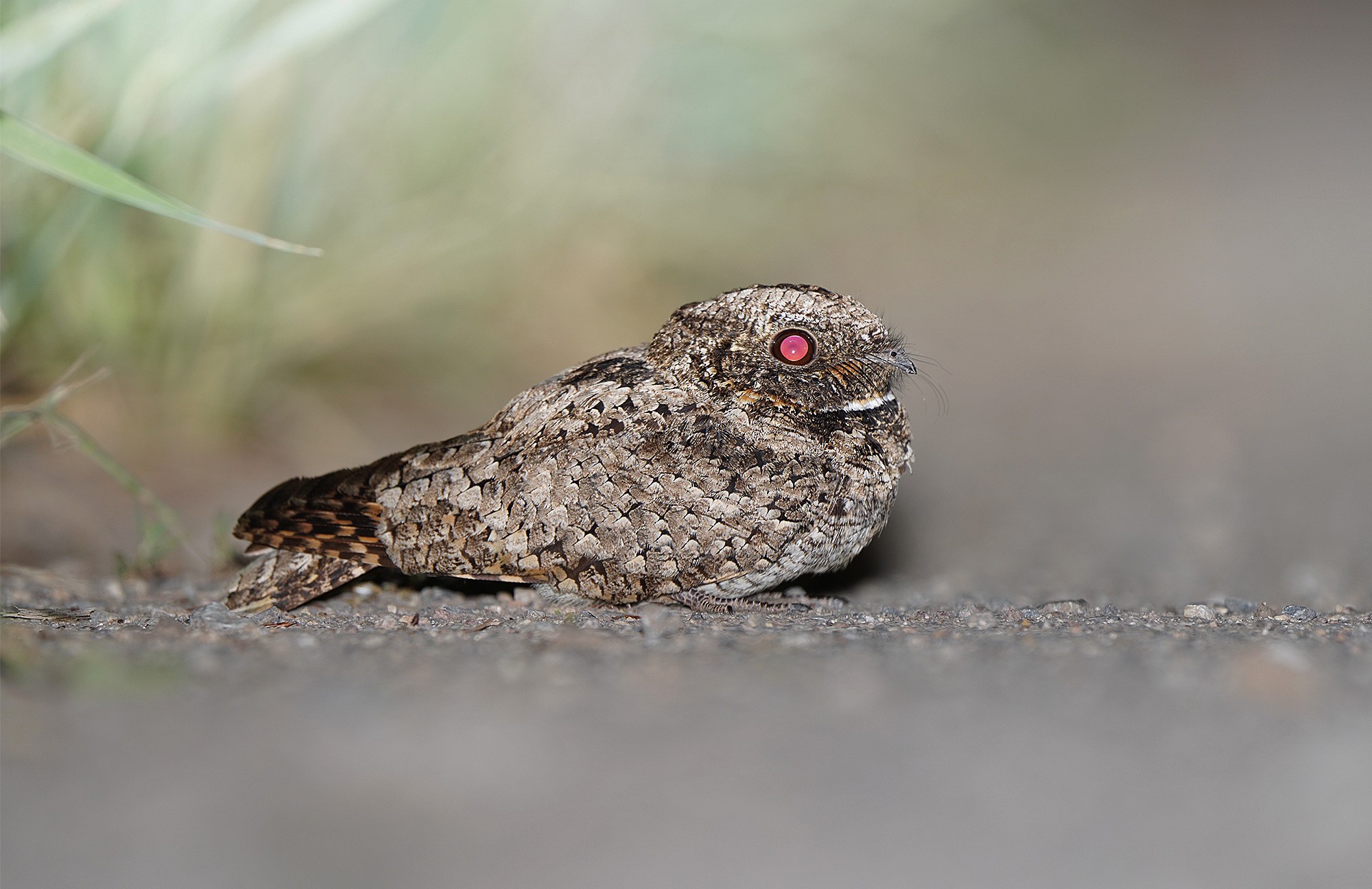 Mountain Birding Tour