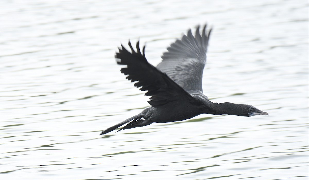 Little Cormorant - Mahendra Hegde