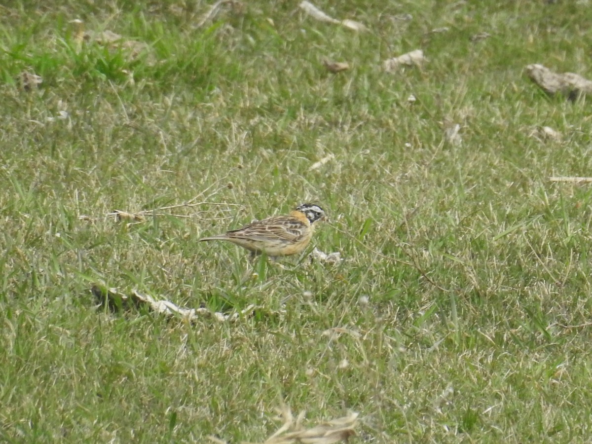Smith's Longspur - ML459950901