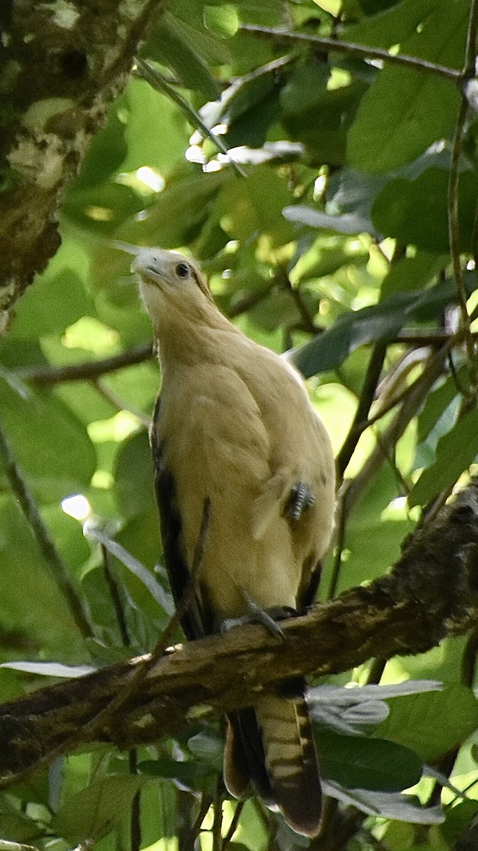 Yellow-headed Caracara - ML459951071