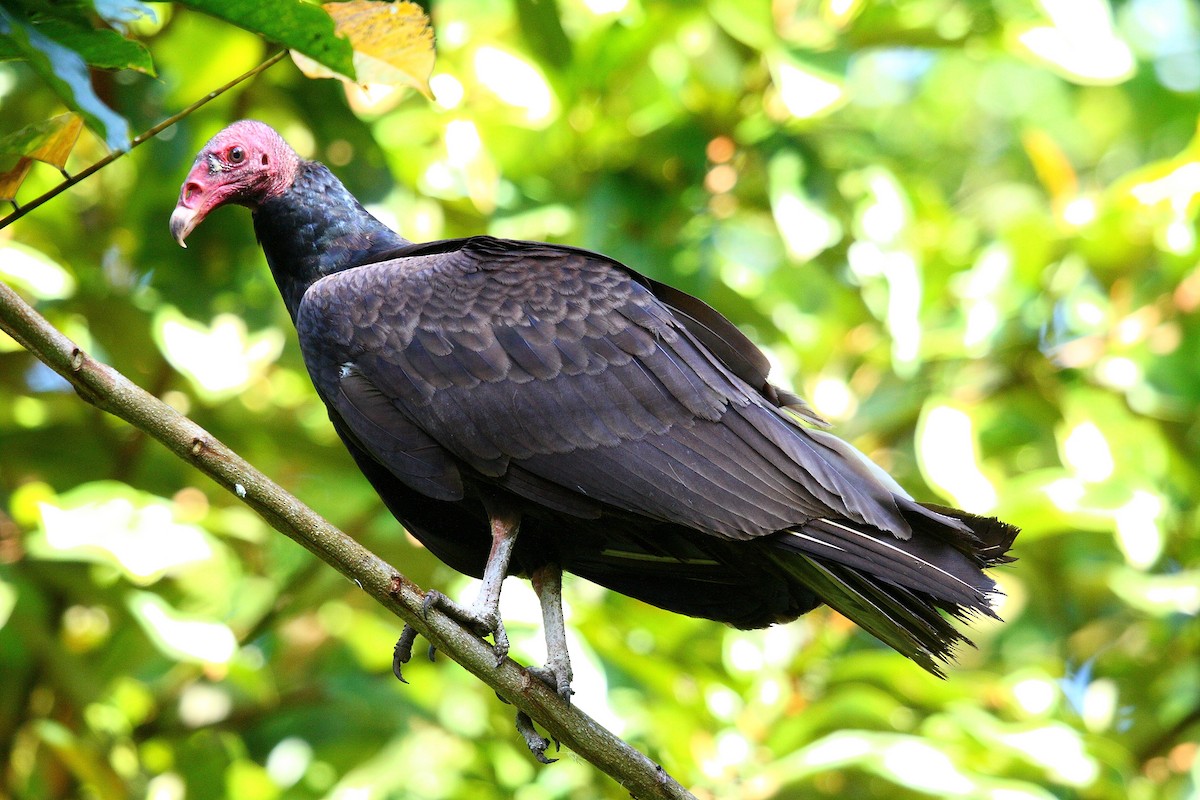 Urubu à tête rouge - ML45995151