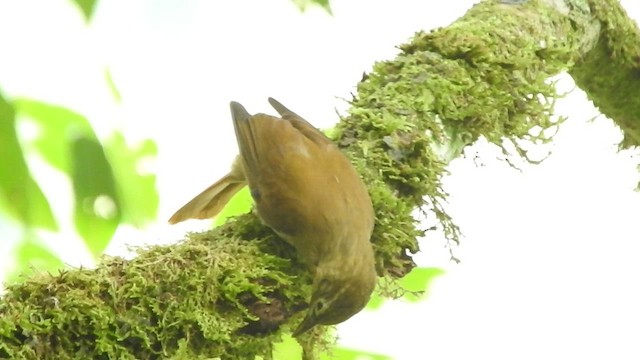 Ochre-throated Foliage-gleaner - ML459951821