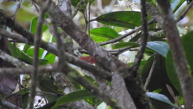 Ochre-throated Foliage-gleaner - ML459952101