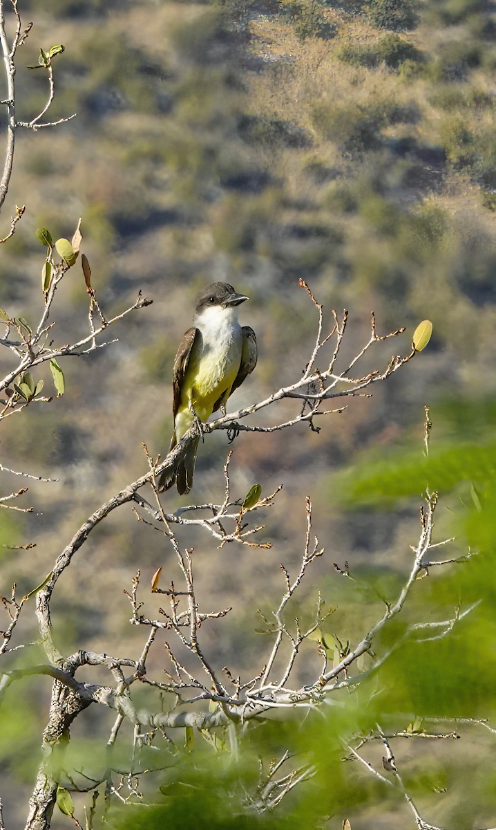 Dickschnabel-Königstyrann - ML459952111