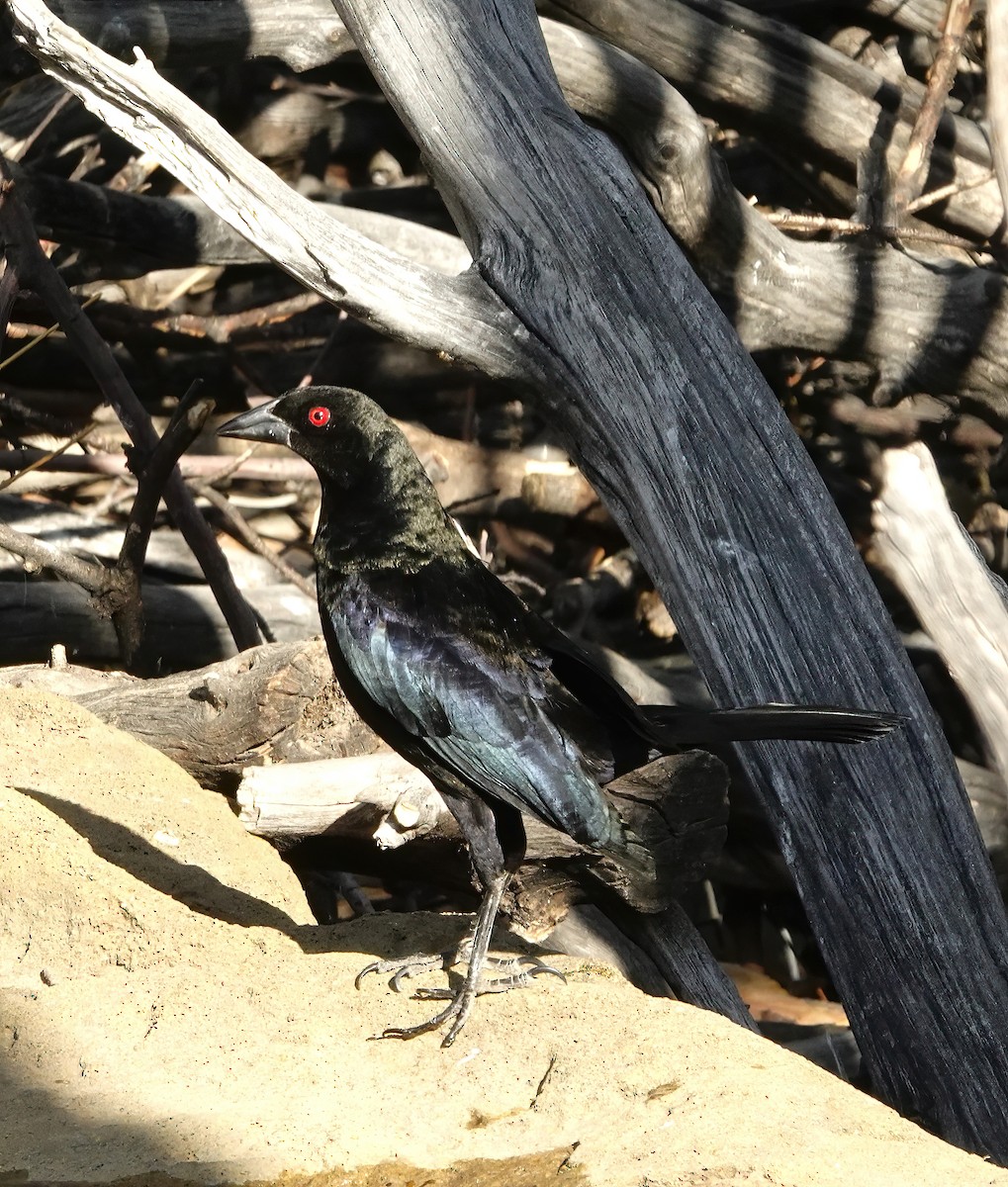 Bronzed Cowbird - ML459952501