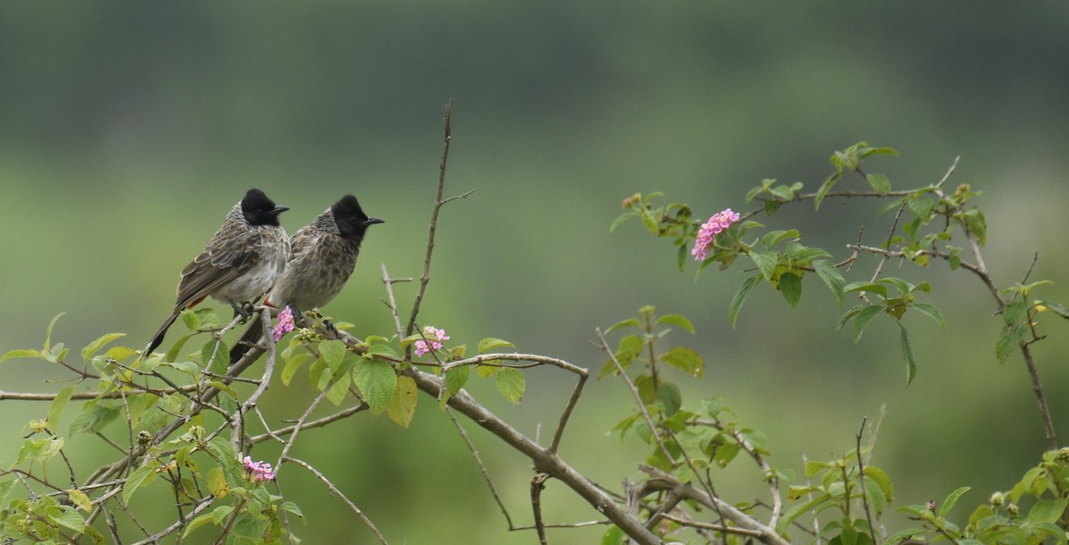 Red-vented Bulbul - ML459952531