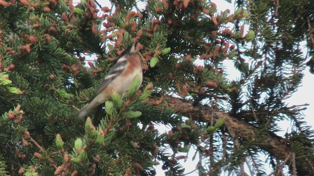 Bay-breasted Warbler - ML459954231