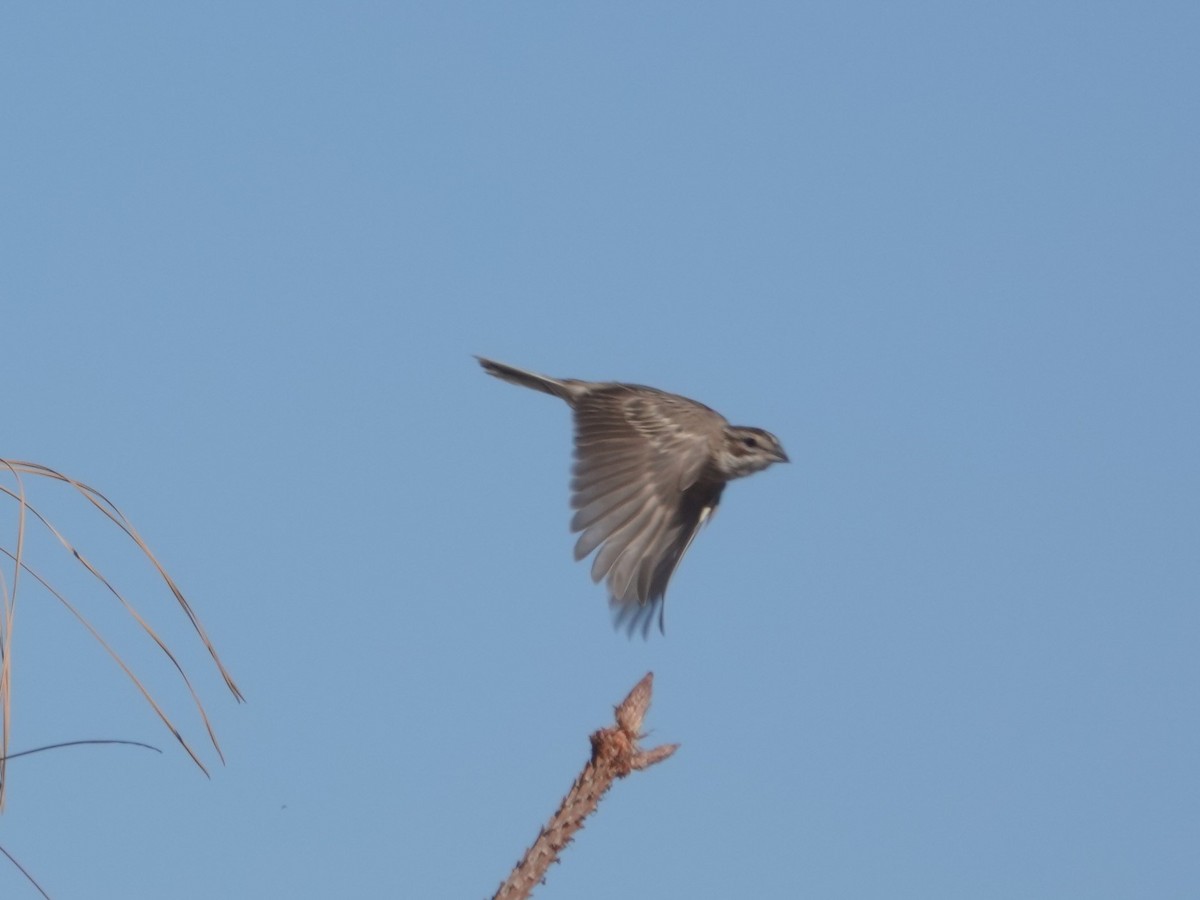 Lark Sparrow - ML459954341