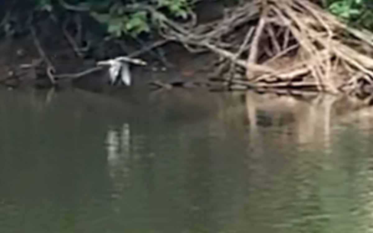 Hooded Merganser - Anonymous