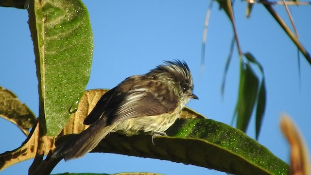 Agile Tit-Tyrant - ML459956871