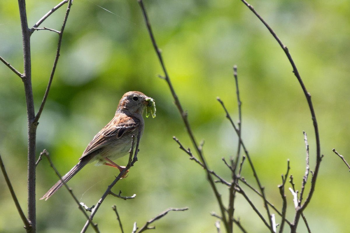 Field Sparrow - ML459957091