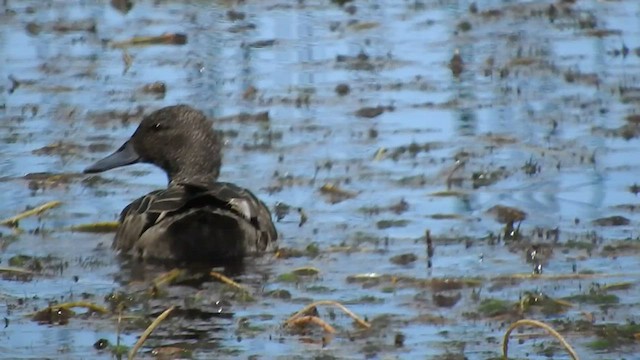 Andean Teal - ML459958591