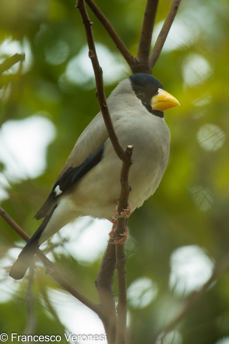 Japanese Grosbeak - Francesco Veronesi