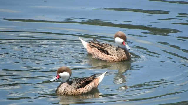 White-cheeked Pintail - ML459960501