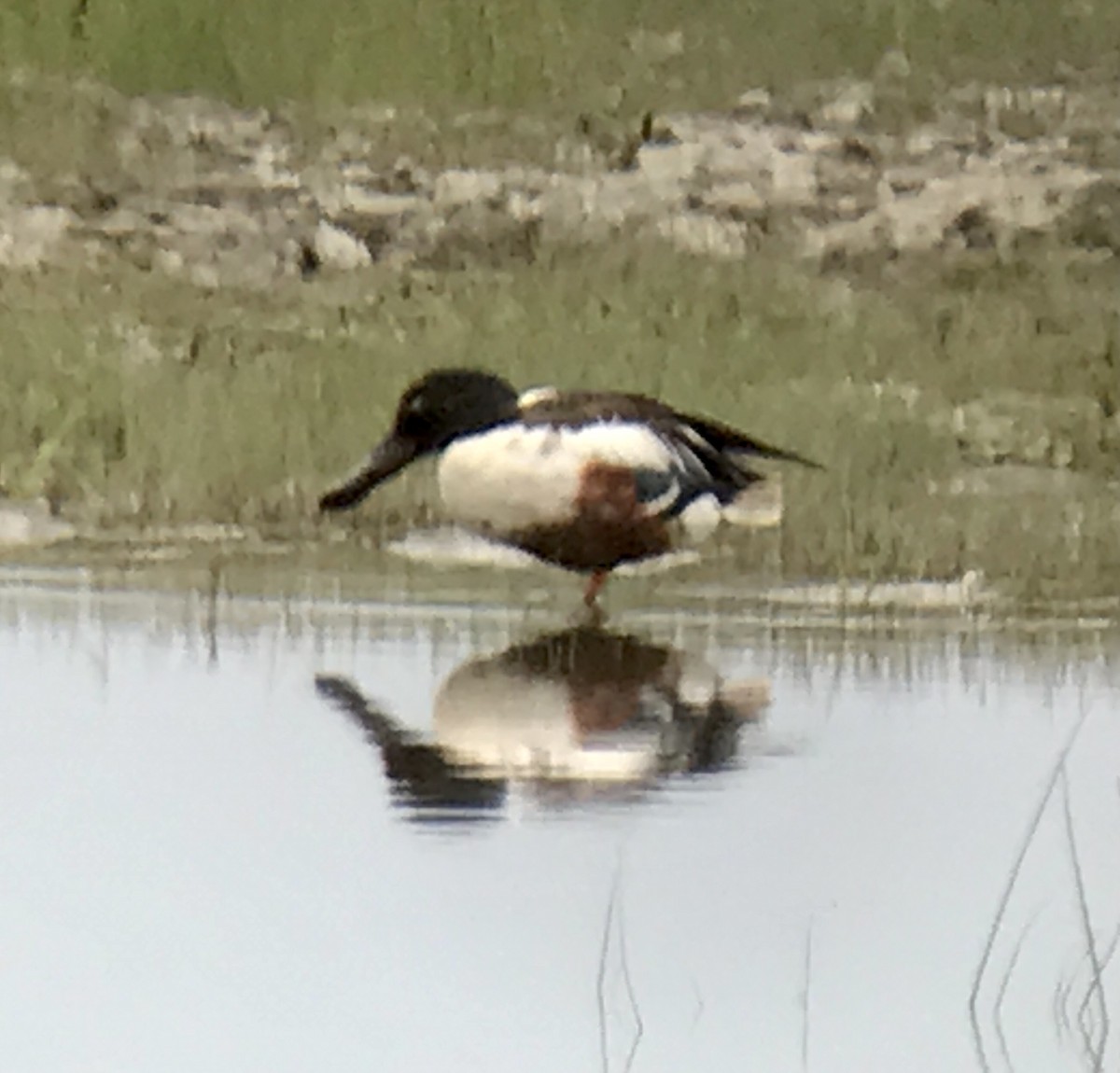 Northern Shoveler - ML459960521