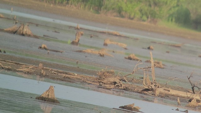 Snowy Plover - ML459961031