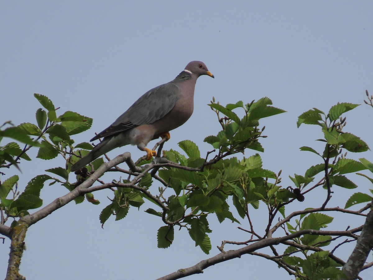 Band-tailed Pigeon - ML459961151
