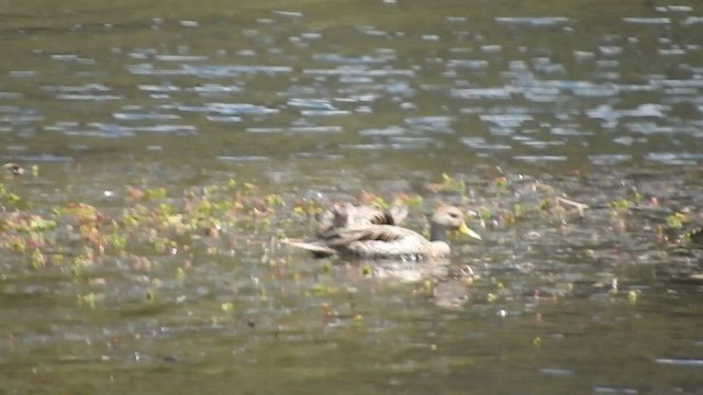 Yellow-billed Pintail - ML459962101