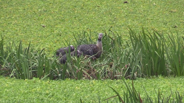Southern Screamer - ML459962431